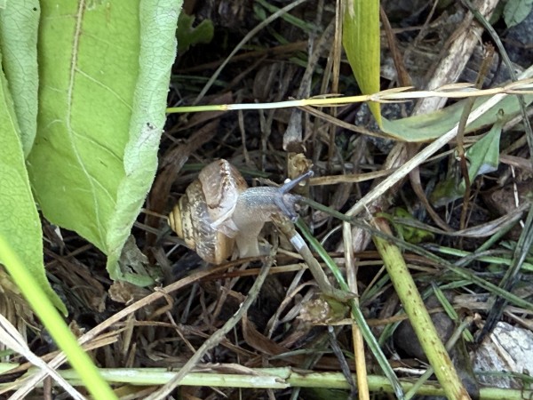 孤軍奮闘サムネイル